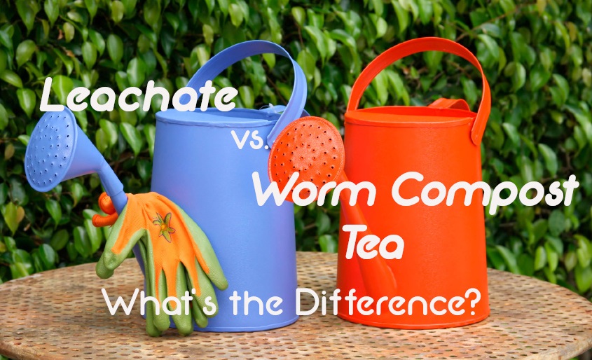 Worm Leachate vs Worm Tea